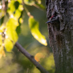 Picchio rosso maggiore giovane (Dendrocopos major)