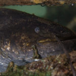 Pesce siluro (Silurus glanis)