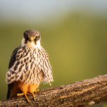Falco lodolaio (Falco subbuteo)
