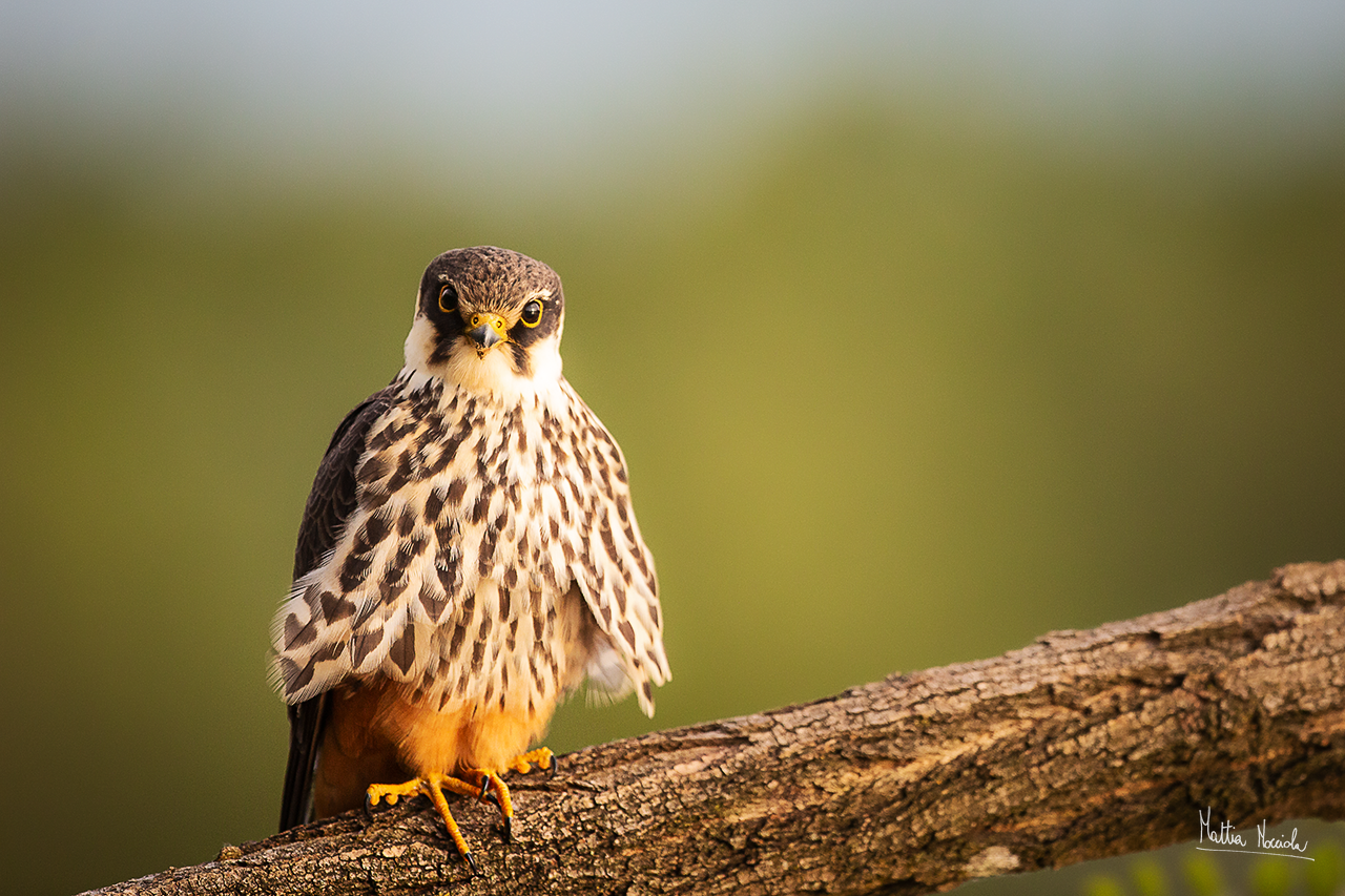 Falco lodolaio (Falco subbuteo)