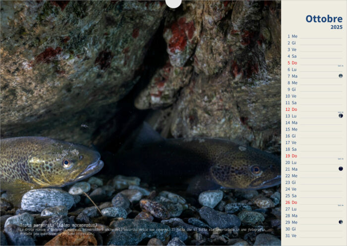 Calendario 2025 Underwater - immagine 11