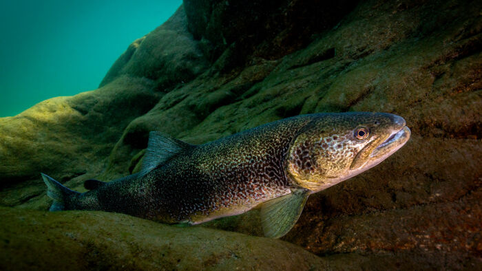 Trota marmorata